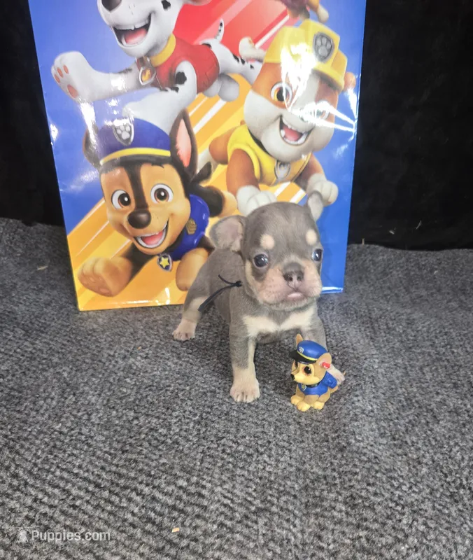 Chase. LILAC  TAN – French Bulldog puppy for sale in Lubbock, TX