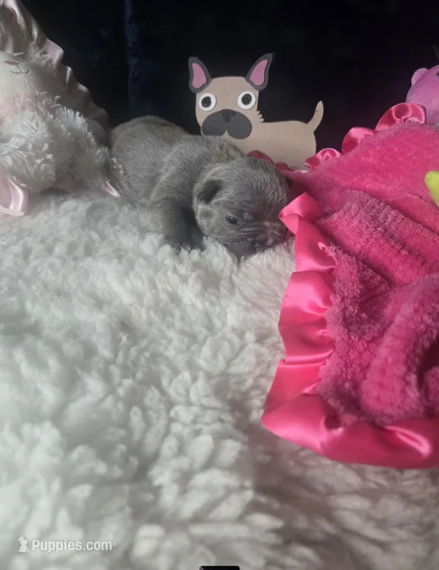 Taz G1  Blue – French Bulldog puppy for sale in Lubbock, TX