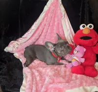 Lilac Tiny Tinsel, a female French Bulldog for sale in Lubbock, TX – 8 of 10