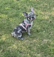 Gravy Lilac Merle  Tan Sleigh, a female French Bulldog for sale in Lubbock, TX – 8 of 10