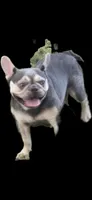SKYE   Lilac Tan , a female French Bulldog for sale in Lubbock, TX – 5 of 8