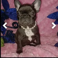 TAZ MAINA, a female French Bulldog for sale in Lubbock, TX – Photo 1 of 4