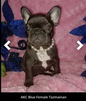 TAZ MAINA, a female French Bulldog for sale in Lubbock, TX – Photo 1 of 4