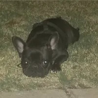 TAZ MAINA, a female French Bulldog for sale in Lubbock, TX – Photo 3 of 4