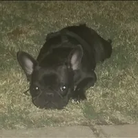 TAZ MAINA, a female French Bulldog for sale in Lubbock, TX – Photo 4 of 4