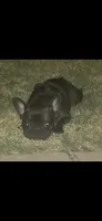 TAZ MAINA, a female French Bulldog for sale in Lubbock, TX – Photo 4 of 4