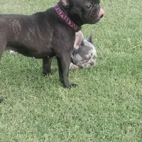 TAZ MAINA, a female French Bulldog for sale in Lubbock, TX – Photo 2 of 4