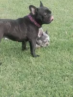 TAZ MAINA, a female French Bulldog for sale in Lubbock, TX – Photo 2 of 4