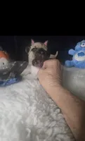 TAZ M2. BL Blk Fawn , a male French Bulldog for sale in Lubbock, TX – 2 of 6
