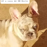 Texas Blue's, a female French Bulldog for sale in Lubbock, TX – Photo 4 of 5