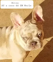 Texas Blue's, a female French Bulldog for sale in Lubbock, TX – Photo 4 of 5