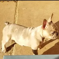 Texas Blue's, a female French Bulldog for sale in Lubbock, TX – Photo 5 of 5