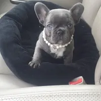 Texas Blue's, a female French Bulldog for sale in Lubbock, TX – Photo 1 of 5