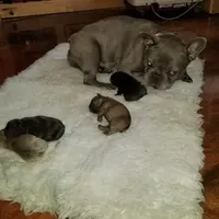 Texas Blue's, a female French Bulldog for sale in Lubbock, TX – Photo 2 of 5