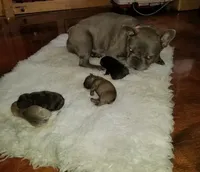 Texas Blue's, a female French Bulldog for sale in Lubbock, TX – Photo 2 of 5