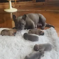 Texas Blue's, a female French Bulldog for sale in Lubbock, TX – Photo 3 of 5