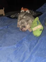 MM2 Lilac Merle Fluffy, a male French Bulldog for sale in Lubbock, TX – 3 of 10