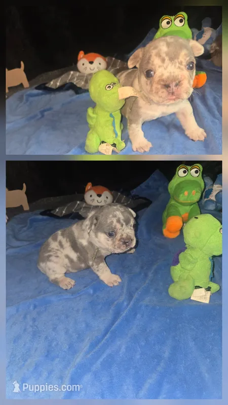 MM1  Lilac Merle  – French Bulldog puppy for sale in Lubbock, TX