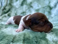 AKC- Coco Puff, a male Miniature Dachshund for sale in Milford, VA – 8 of 8