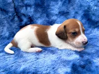 AKC- Mr. Dunkin’, a male Miniature Dachshund for sale in Milford, VA – 8 of 10