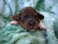 AKC- Coco Puff, a male Miniature Dachshund for sale in Milford, VA – 3 of 8