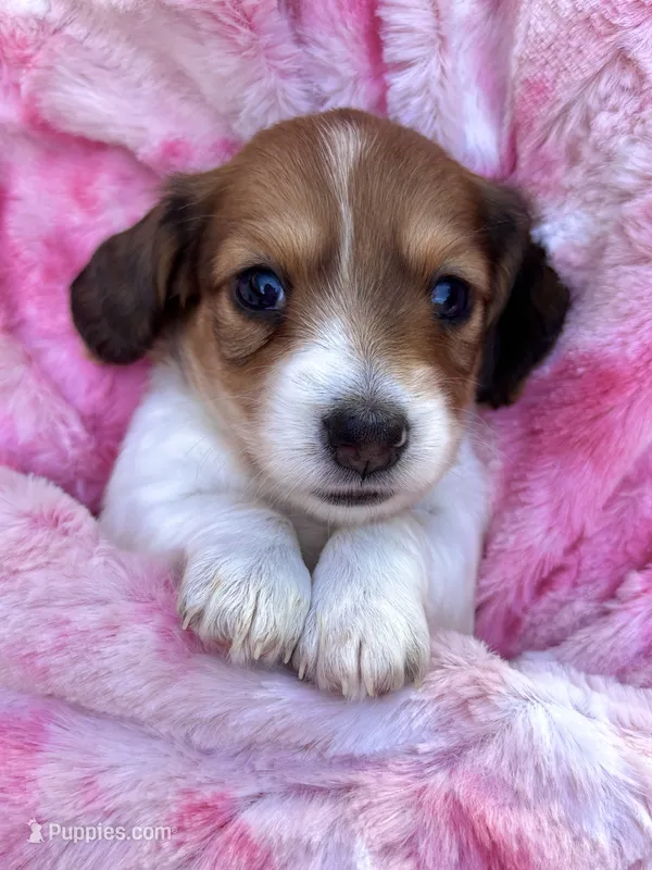 AKC - Miss Teddy Graham – Miniature Dachshund puppy for sale in Milford, VA