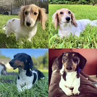 AKC - Miss Teddy Graham, a female Miniature Dachshund for sale in Milford, VA – 10 of 10