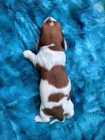 AKC - Teddy Graham, a female Miniature Dachshund for sale in Milford, VA – 4 of 10