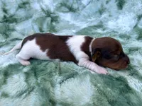 AKC- Coco Puff, a male Miniature Dachshund for sale in Milford, VA – 7 of 8