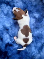 AKC- Dunkin’, a male Miniature Dachshund for sale in Milford, VA – 7 of 9