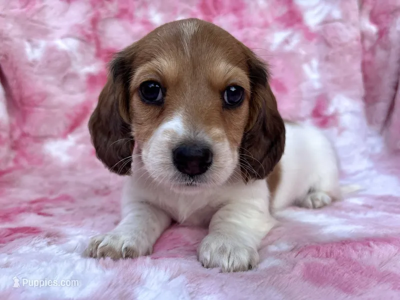 AKC - Miss Teddy Graham – Miniature Dachshund puppy for sale in Milford, VA