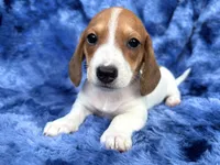 AKC- Mr. Dunkin’ (verbal hold), a male Miniature Dachshund for sale in Milford, VA – 3 of 10