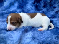 AKC- Dunkin’, a male Miniature Dachshund for sale in Milford, VA – 8 of 9