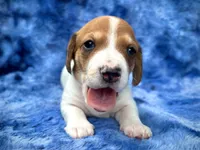 AKC- Mr. Dunkin’, a male Miniature Dachshund for sale in Milford, VA – 2 of 10