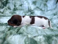 AKC- Coco Puff, a male Miniature Dachshund for sale in Milford, VA – 5 of 8