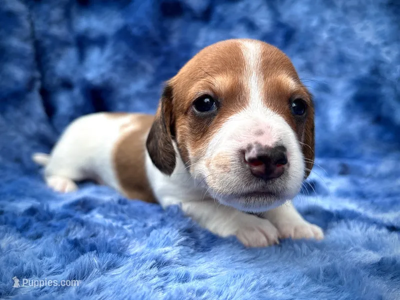 AKC- Mr. Dunkin’ – Miniature Dachshund puppy for sale in Milford, VA