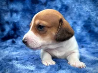AKC- Mr. Dunkin’, a male Miniature Dachshund for sale in Milford, VA – 3 of 10
