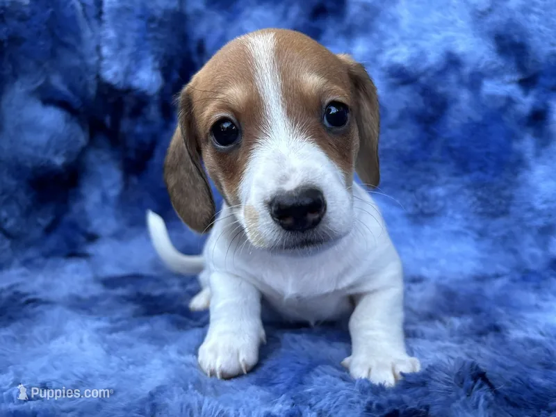 AKC- Mr. Dunkin’ – Miniature Dachshund puppy for sale in Milford, VA