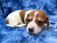 AKC- Mr. Dunkin’, a male Miniature Dachshund for sale in Milford, VA – 6 of 10