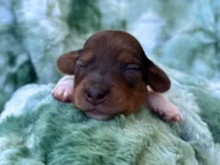 AKC- Coco Puff, a male Miniature Dachshund for sale in Milford, VA – 2 of 8