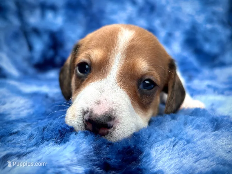 AKC- Mr. Dunkin’ – Miniature Dachshund puppy for sale in Milford, VA