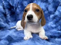AKC- Mr. Dunkin’ (verbal hold), a male Miniature Dachshund for sale in Milford, VA – 2 of 10