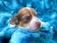 AKC - Teddy Graham, a female Miniature Dachshund for sale in Milford, VA – 2 of 10