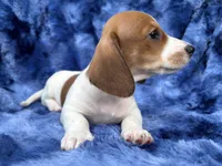 AKC- Mr. Dunkin’ (verbal hold), a male Miniature Dachshund for sale in Milford, VA – 7 of 10