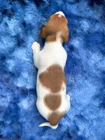 AKC- Mr. Dunkin’, a male Miniature Dachshund for sale in Milford, VA – 9 of 10