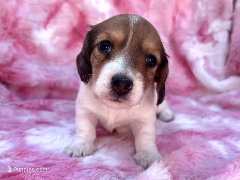 AKC - Miss Teddy Graham – Miniature Dachshund puppy for sale in Milford, VA