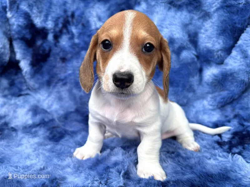 AKC- Mr. Dunkin’ (verbal hold) – Miniature Dachshund puppy for sale in Milford, VA