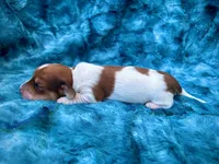 AKC - Teddy Graham, a female Miniature Dachshund for sale in Milford, VA – 10 of 10
