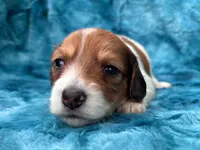 AKC - Miss Teddy Graham, a female Miniature Dachshund for sale in Milford, VA – 8 of 10
