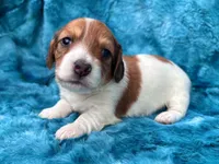AKC - Miss Teddy Graham, a female Miniature Dachshund for sale in Milford, VA – 7 of 10